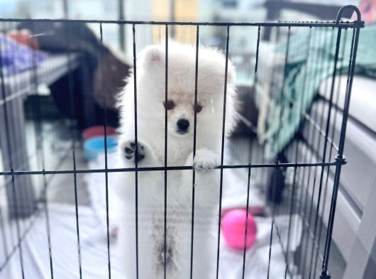 Tam Ayıcık Ve Erkek Pomeranian Boo Yavrumuz