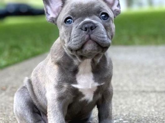 Fırlama Sal French Bulldog görsel