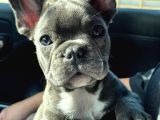 Fırlama Sal French Bulldog