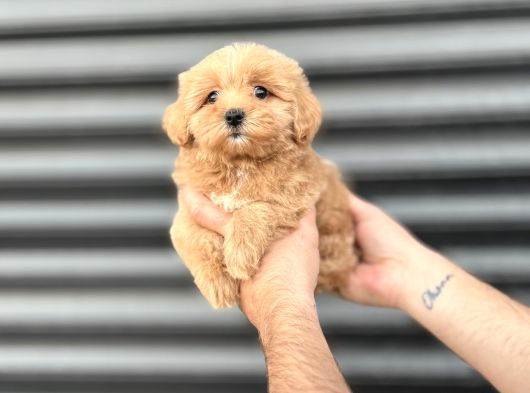 Kore Gerçek Malti̇poo Bebeği̇mi̇z Orji̇nal görsel