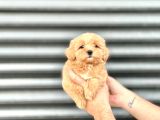 Kore Gerçek Malti̇poo Bebeği̇mi̇z Orji̇nal