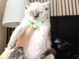 British Shorthair Safkan Yavrular