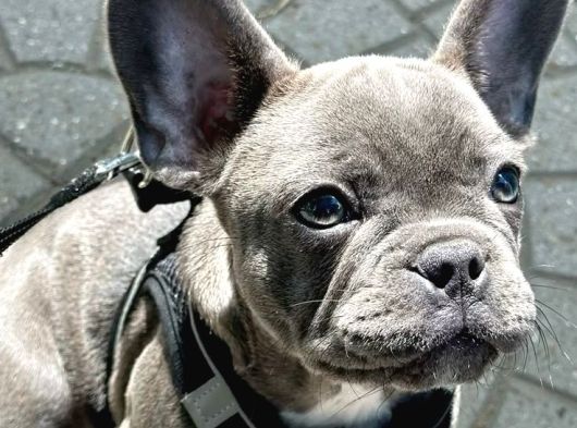 Fırlama Sal French Bulldog görsel