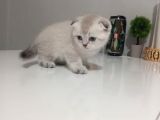 Cins Efsane Güzellikte Eğik Kulak Scottish Fold Yavrularım