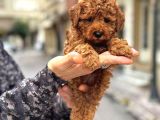 Toy Poodle Güzellikleri