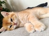 British Shorthair Gold Ny11