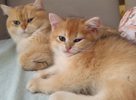 British Shorthair Gold Ny11 görsel