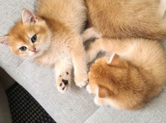 British Shorthair Gold Ny11