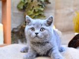 Tontiş Yanaklı Gri British Shorthair
