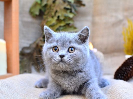 Tontiş Yanaklı Gri British Shorthair