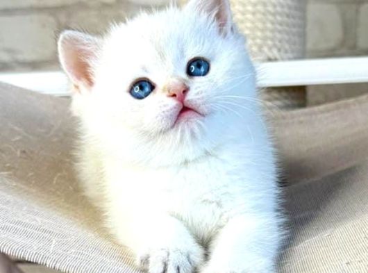 Bembeyaz Top Kafa Yavrumuz NS1133 British Shorthair
