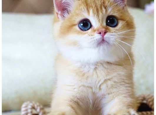 Emsalsiz Güzellikte Golden NY11 British Shorthair