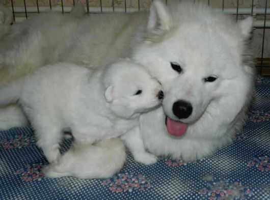 Safkan Samoyed Yavruları Yuvalarını Arıyor Mama Malzeme Kamp görsel