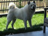 Safkan Samoyed Yavruları Yuvalarını Arıyor Mama Malzeme Kamp