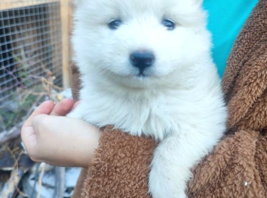 Safkan Samoyed Yavruları Yuvalarını Arıyor Mama Malzeme Kamp görsel