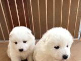 Safkan Samoyed Yavruları Yuvalarını Arıyor Mama Malzeme Kamp