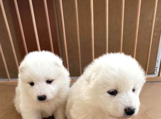 Safkan Samoyed Yavruları Yuvalarını Arıyor Mama Malzeme Kamp görsel