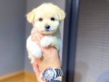 Maltipoo bebeklerimiz