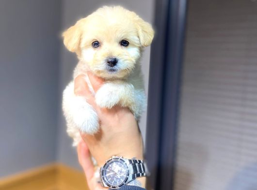 Maltipoo bebeklerimiz