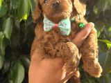 Son Iki Dişi Poodle Kore Bebekler