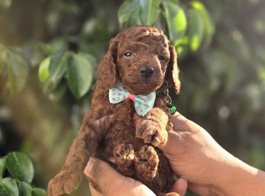 Son Iki Dişi Poodle Kore Bebekler görsel
