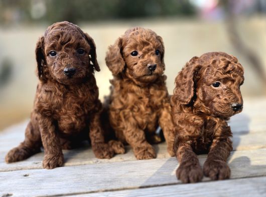 Son Iki Dişi Poodle Kore Bebekler görsel