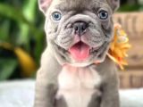 Mükemmel Anatomi French Buldog Bebekler