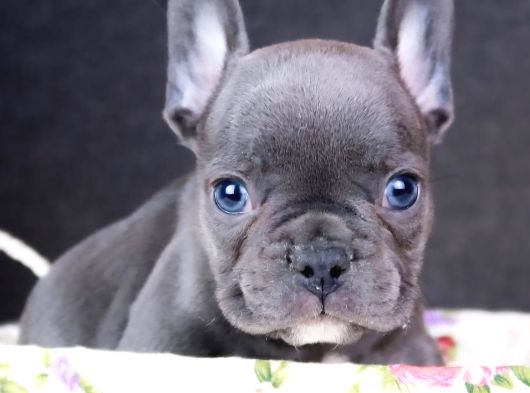 Mükemmel Anatomi French Buldog Bebekler