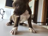 Son Rednose Xl Yavru