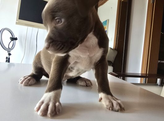 Son Rednose Xl Yavru görsel