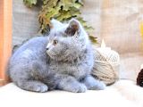 Tontiş Yanaklı Gri British Shorthair