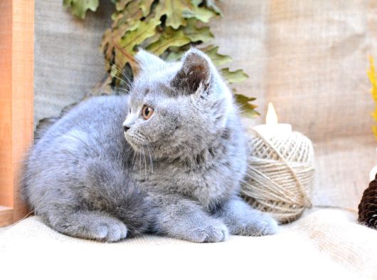 Tontiş Yanaklı Gri British Shorthair görsel