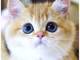 Emsalsiz Güzellikte Golden Ny11 British Shorthair