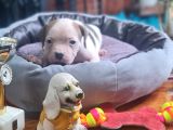 Son Dişi Yavru Güç Sevenlere American Buldog Yavrularımız