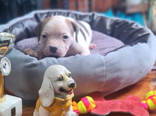 Son Dişi Yavru Güç Sevenlere American Buldog Yavrularımız görsel