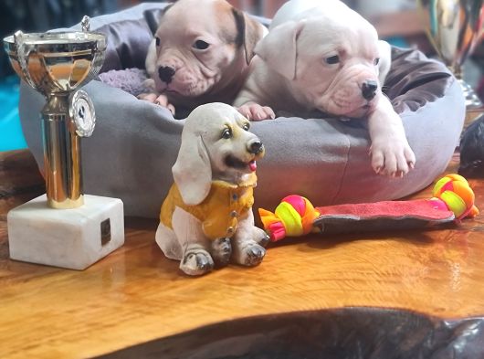 Son Dişi Yavru Güç Sevenlere American Buldog Yavrularımız görsel