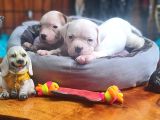 Son Dişi Yavru Güç Sevenlere American Buldog Yavrularımız