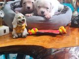Son Dişi Yavru Güç Sevenlere American Buldog Yavrularımız