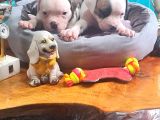 Son Dişi Yavru Güç Sevenlere American Buldog Yavrularımız
