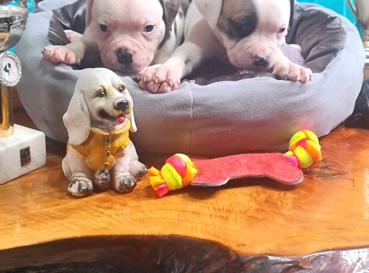 Son Dişi Yavru Güç Sevenlere American Buldog Yavrularımız görsel