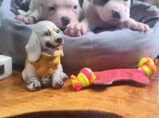 Son Dişi Yavru Güç Sevenlere American Buldog Yavrularımız görsel