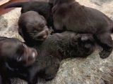 Üstün Zekalı Labrador Bebeklerimiz Için Acele Edin