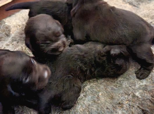 Üstün Zekalı Labrador Bebeklerimiz Için Acele Edin görsel