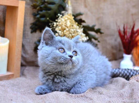 Tontiş Yanaklı Gri British Shorthair görsel