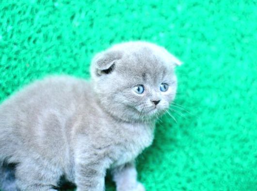 Mükemmel Gri Scottish Fold Shorthair görsel
