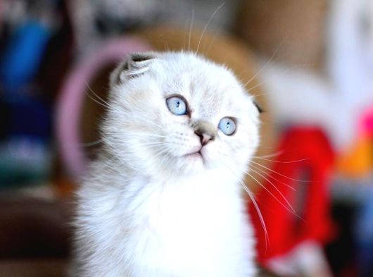 Top Kafa Silver NS1133 Scottish Fold shorthair
