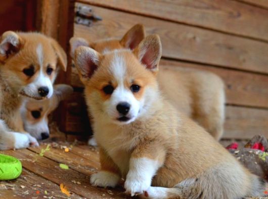 Petmode Köpek Çiftliğinde Ziyarete Açık Welsh Corgi Yavrular