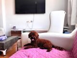 teacup poodle yavrular