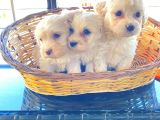 Topaç Gibi Maltipoo Bebeklerimiz