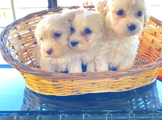 Topaç Gibi Maltipoo Bebeklerimiz görsel